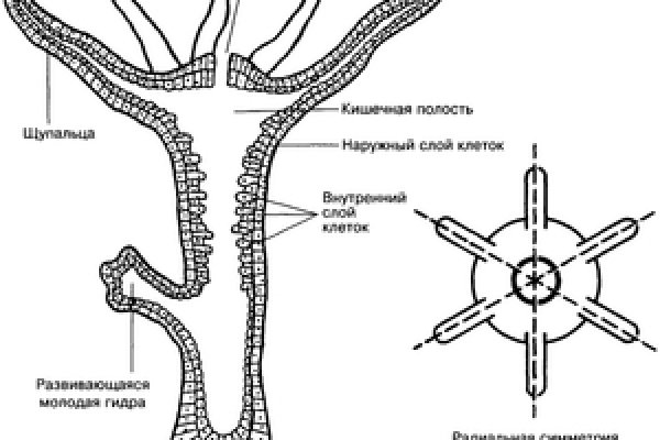 Кракен лег